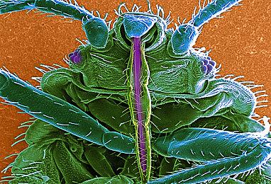 《原始袭变》新细节＆自定义＆外骨骼护甲情报